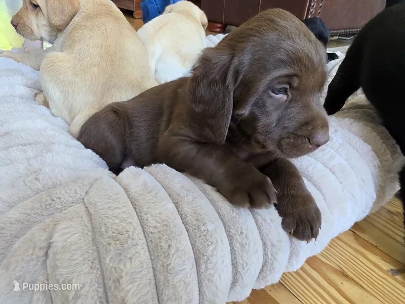 AKC Labrador Retriever, Truffle – Labrador Retriever puppy for sale in Orange, VA