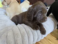AKC Labrador Retriever, a male Labrador Retriever for sale in Orange, VA – 2 of 10