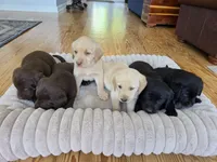 AKC Labrador Retriever, Duke, a male Labrador Retriever for sale in Orange, VA – 10 of 10