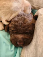 AKC Labrador Retriever, Truffle, a male Labrador Retriever for sale in Orange, VA – 10 of 10