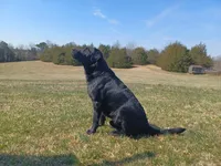 AKC Labrador Retriever, Duke, a male Labrador Retriever for sale in Orange, VA – 8 of 10
