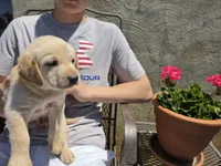AKC Labrador Retriever, a male Labrador Retriever for sale in Orange, VA – 3 of 9