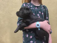 AKC Labrador Retriever, Sam , a male Labrador Retriever for sale in Orange, VA – 2 of 10