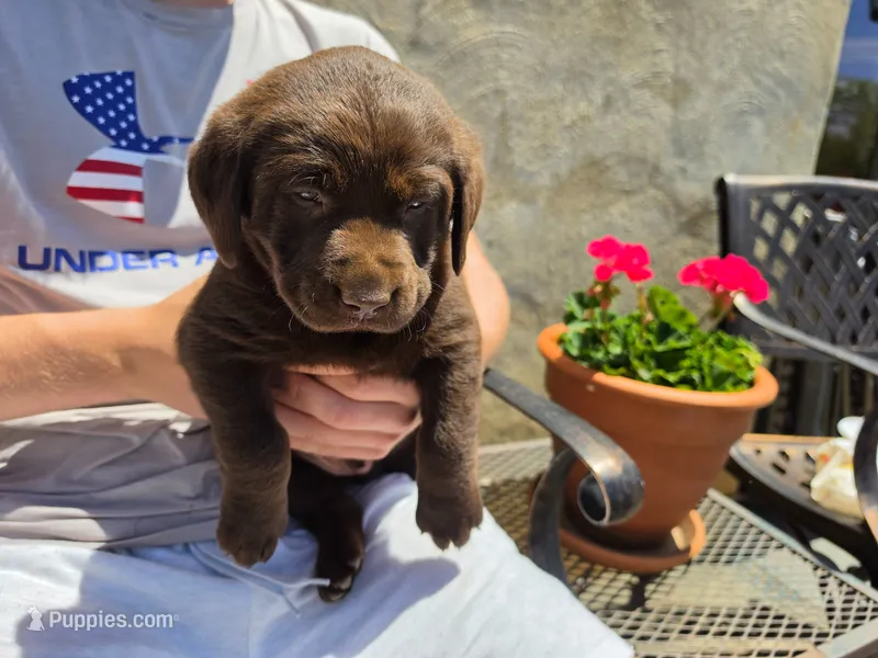 AKC Labrador Retriever, Choco – Labrador Retriever puppy for sale in Orange, VA