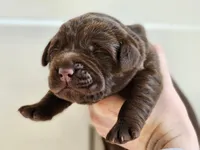 AKC Labrador Retriever, Truffle, a male Labrador Retriever for sale in Orange, VA – 9 of 10