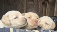 AKC Labrador Retriever, Bronco, a male Labrador Retriever for sale in Orange, VA – 5 of 10
