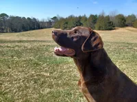 AKC Labrador Retriever, Bronco, a male Labrador Retriever for sale in Orange, VA – 4 of 10
