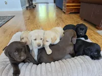 AKC Labrador Retriever, a male Labrador Retriever for sale in Orange, VA – 9 of 9