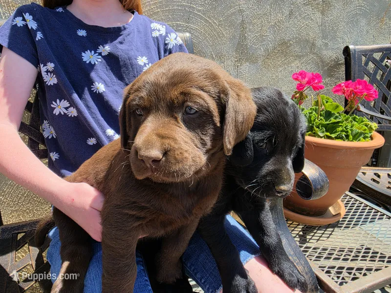 AKC Labrador Retriever, Angel – Labrador Retriever puppy for sale in Orange, VA