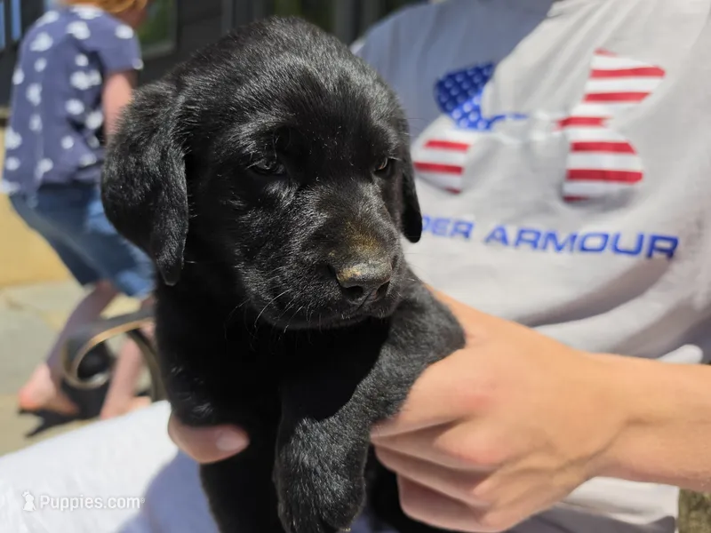 AKC Labrador Retriever, Sam  – Labrador Retriever puppy for sale in Orange, VA