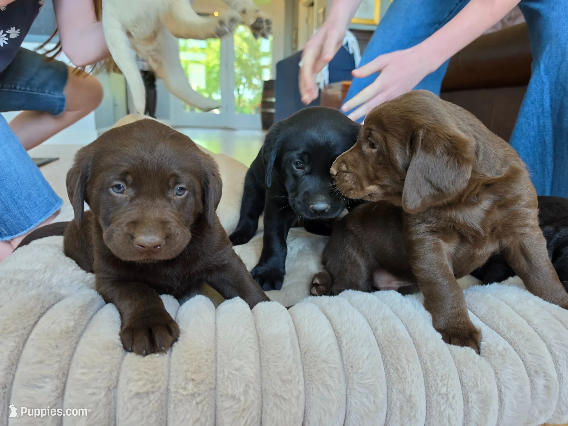 AKC Labrador Retriever, a male Labrador Retriever for sale in Orange, VA – 3 of 10