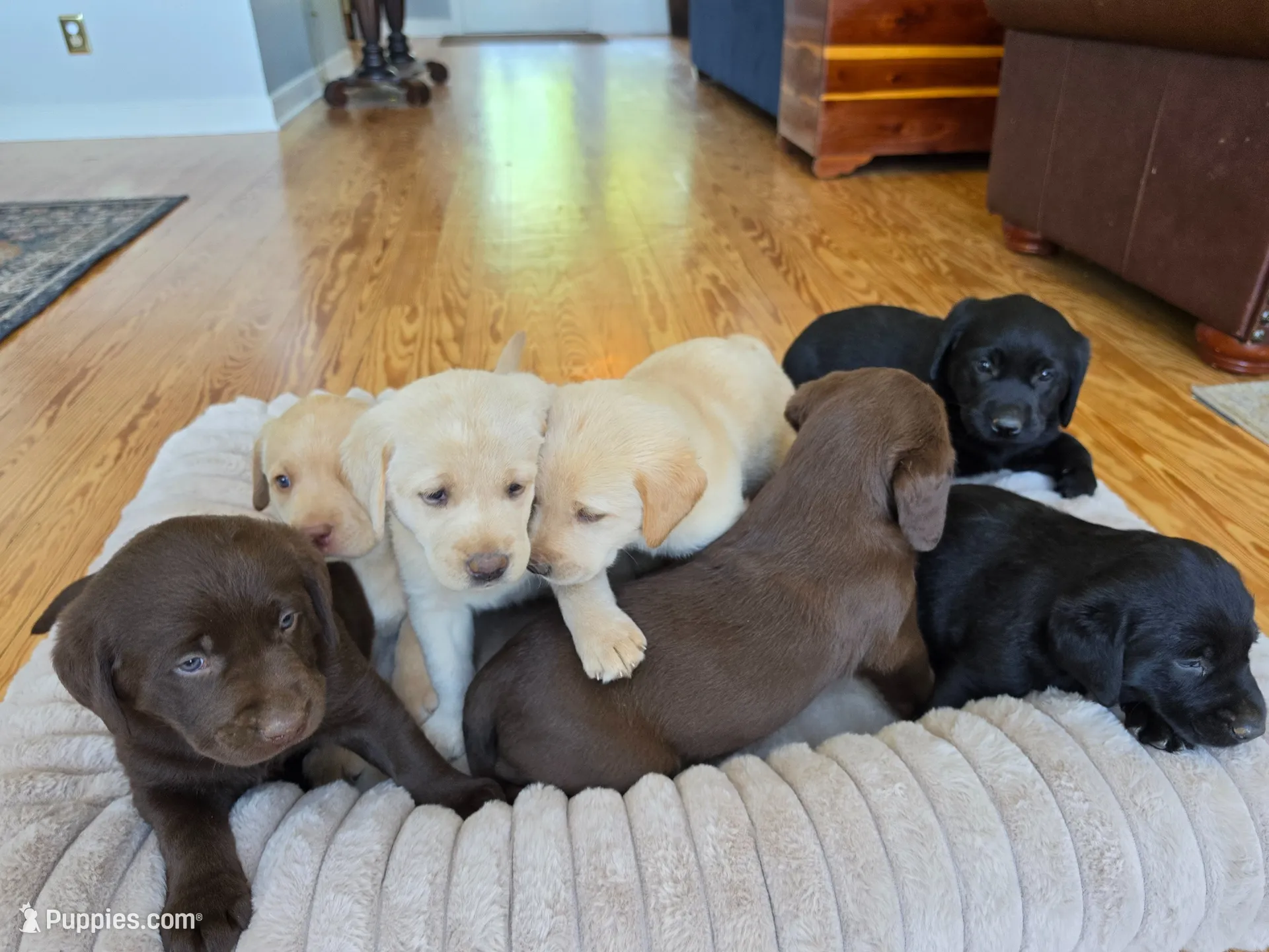 AKC Labrador Retriever, a male Labrador Retriever for sale in Orange, VA – 10 of 10