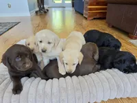 AKC Labrador Retriever, a male Labrador Retriever for sale in Orange, VA – 2 of 9