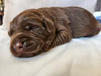 AKC Labrador Retriever, Truffle, a male Labrador Retriever for sale in Orange, VA – 8 of 10