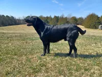 AKC Labrador Retriever, Angel, a female Labrador Retriever for sale in Orange, VA – 9 of 10