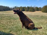 AKC Labrador Retriever, Mario, a male Labrador Retriever for sale in Orange, VA – 8 of 8
