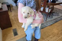 AKC Labrador Retriever, Madison, a female Labrador Retriever for sale in Orange, VA – 3 of 6