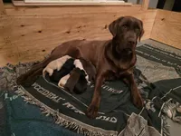 AKC Labrador Retriever, Duke, a male Labrador Retriever for sale in Orange, VA – 4 of 10