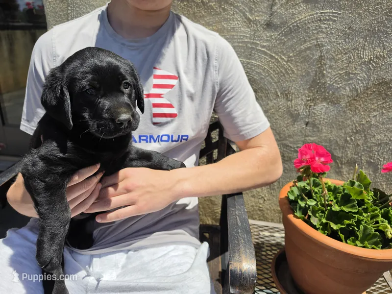 AKC Labrador Retriever, Angel – Labrador Retriever puppy for sale in Orange, VA