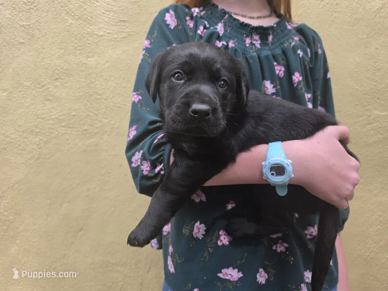 AKC Labrador Retriever, Angel – Labrador Retriever puppy for sale in Orange, VA