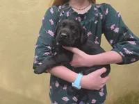 AKC Labrador Retriever, Sam , a male Labrador Retriever for sale in Orange, VA – 3 of 10