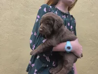 AKC Labrador Retriever, Truffle, a male Labrador Retriever for sale in Orange, VA – 2 of 10