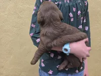 AKC Labrador Retriever, Truffle, a male Labrador Retriever for sale in Orange, VA – 3 of 10