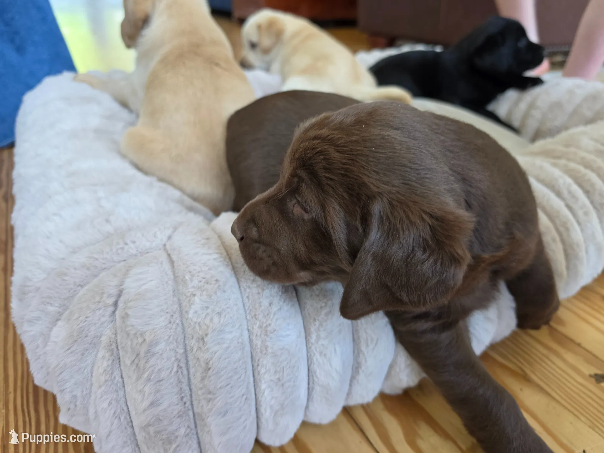 AKC Labrador Retriever, a male Labrador Retriever for sale in Orange, VA – 4 of 10