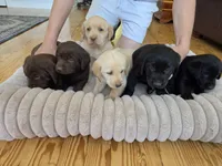 AKC Labrador Retriever, a male Labrador Retriever for sale in Orange, VA – 4 of 9