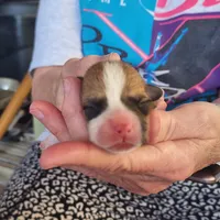 AKC male 1, a female Pembroke Welsh Corgi for sale in Joplin, MO – Photo 2 of 2