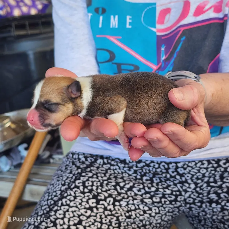 AKC male 1 – Pembroke Welsh Corgi puppy for sale in Joplin, MO