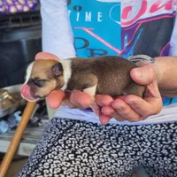 AKC male 1, a female Pembroke Welsh Corgi for sale in Joplin, MO – Photo 1 of 2