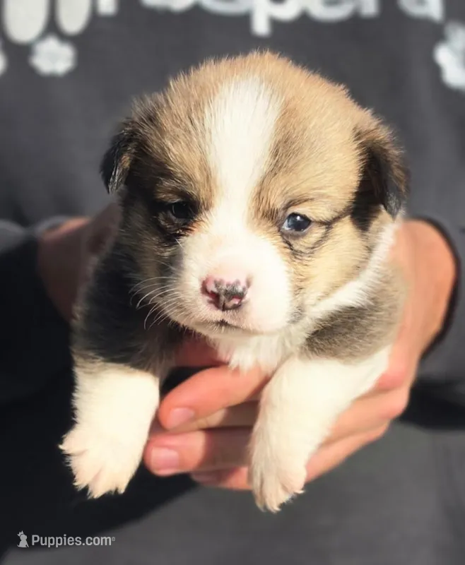 AKC male 1 – Pembroke Welsh Corgi puppy for sale in Joplin, MO