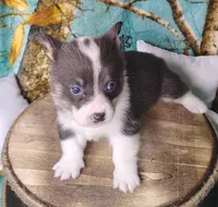 Male 3 AKC , a male Pembroke Welsh Corgi for sale in Tulsa, OK – Photo 6 of 8