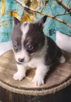 Male 3 AKC , a male Pembroke Welsh Corgi for sale in Tulsa, OK – Photo 7 of 8