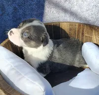 Male 3 AKC , a male Pembroke Welsh Corgi for sale in Tulsa, OK – Photo 3 of 8