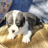 Male 3 AKC , a male Pembroke Welsh Corgi for sale in Tulsa, OK – Photo 1 of 8