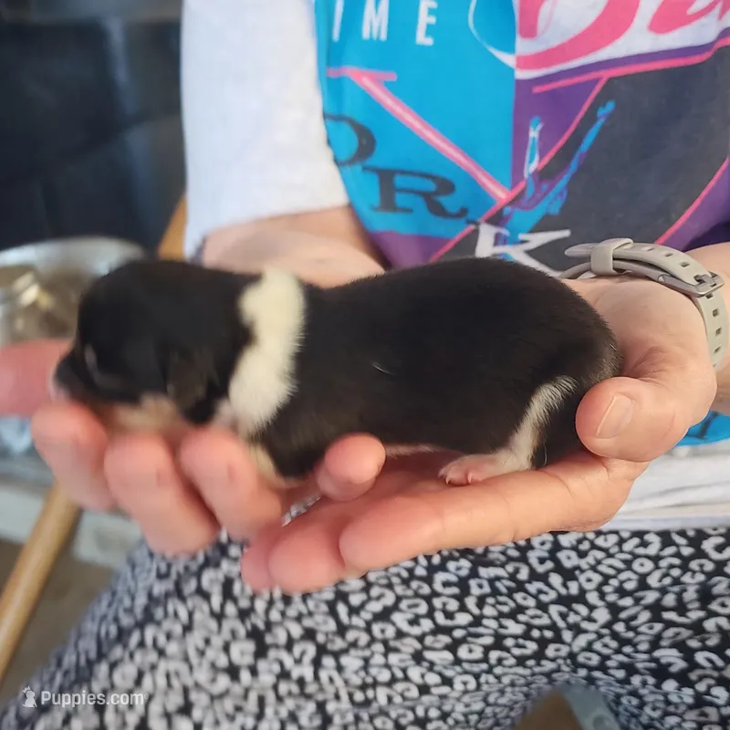 AKC female 2 – Pembroke Welsh Corgi puppy for sale in Joplin, MO