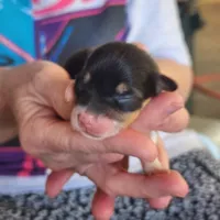 AKC female 2, a female Pembroke Welsh Corgi for sale in Joplin, MO – Photo 2 of 3