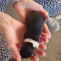 AKC female 2, a female Pembroke Welsh Corgi for sale in Joplin, MO – Photo 3 of 3