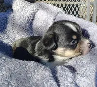 Male 4 AKC , a male Pembroke Welsh Corgi for sale in Tulsa, OK – Photo 2 of 7