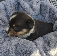 Male 4 AKC , a male Pembroke Welsh Corgi for sale in Tulsa, OK – Photo 3 of 7