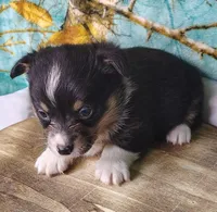 Male 4 AKC , a male Pembroke Welsh Corgi for sale in Tulsa, OK – Photo 4 of 7