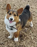 Miko, a male Pembroke Welsh Corgi for sale in Joplin, MO – Photo 1 of 3