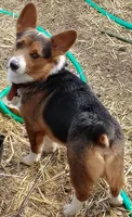 Miko, a male Pembroke Welsh Corgi for sale in Joplin, MO – Photo 3 of 3