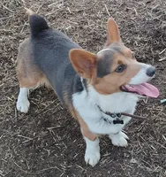 Miko, a male Pembroke Welsh Corgi for sale in Joplin, MO – Photo 2 of 3