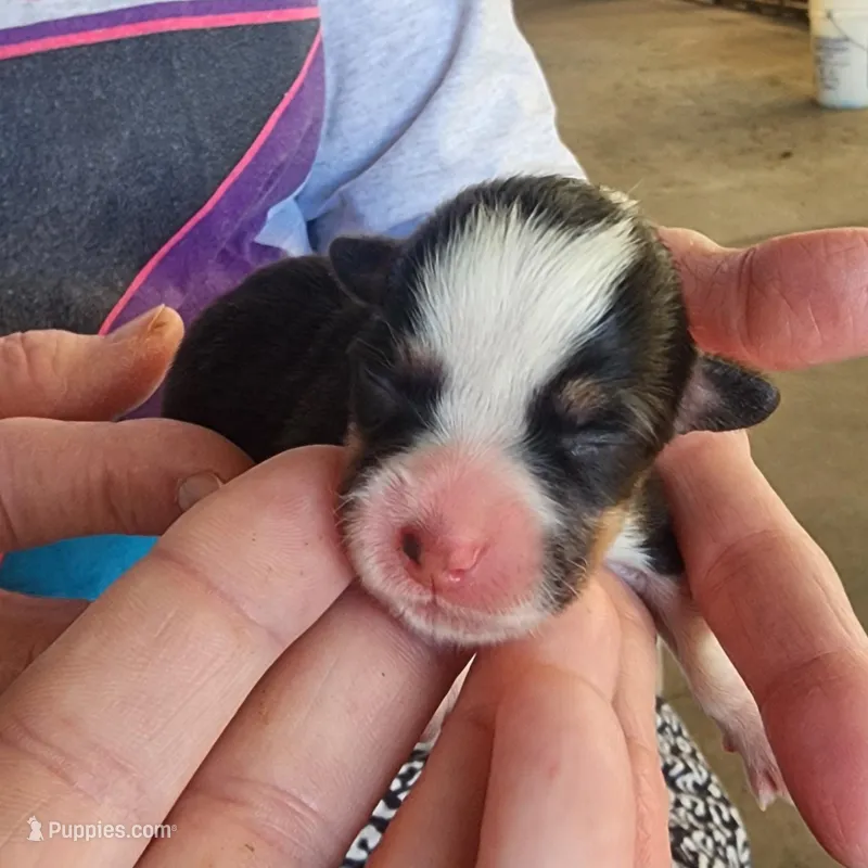 AKC Female 1 – Pembroke Welsh Corgi puppy on hold in Joplin, MO