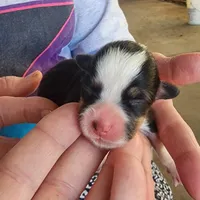 AKC Female 1, a female Pembroke Welsh Corgi for sale in Joplin, MO – Photo 1 of 3