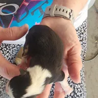 AKC Female 1, a female Pembroke Welsh Corgi for sale in Joplin, MO – Photo 2 of 3