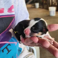 AKC Female 1, a female Pembroke Welsh Corgi for sale in Joplin, MO – Photo 3 of 3